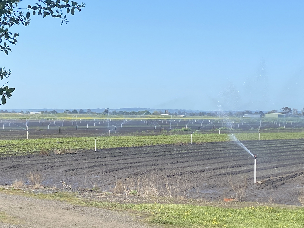 Crops being watered by large sprinklers  