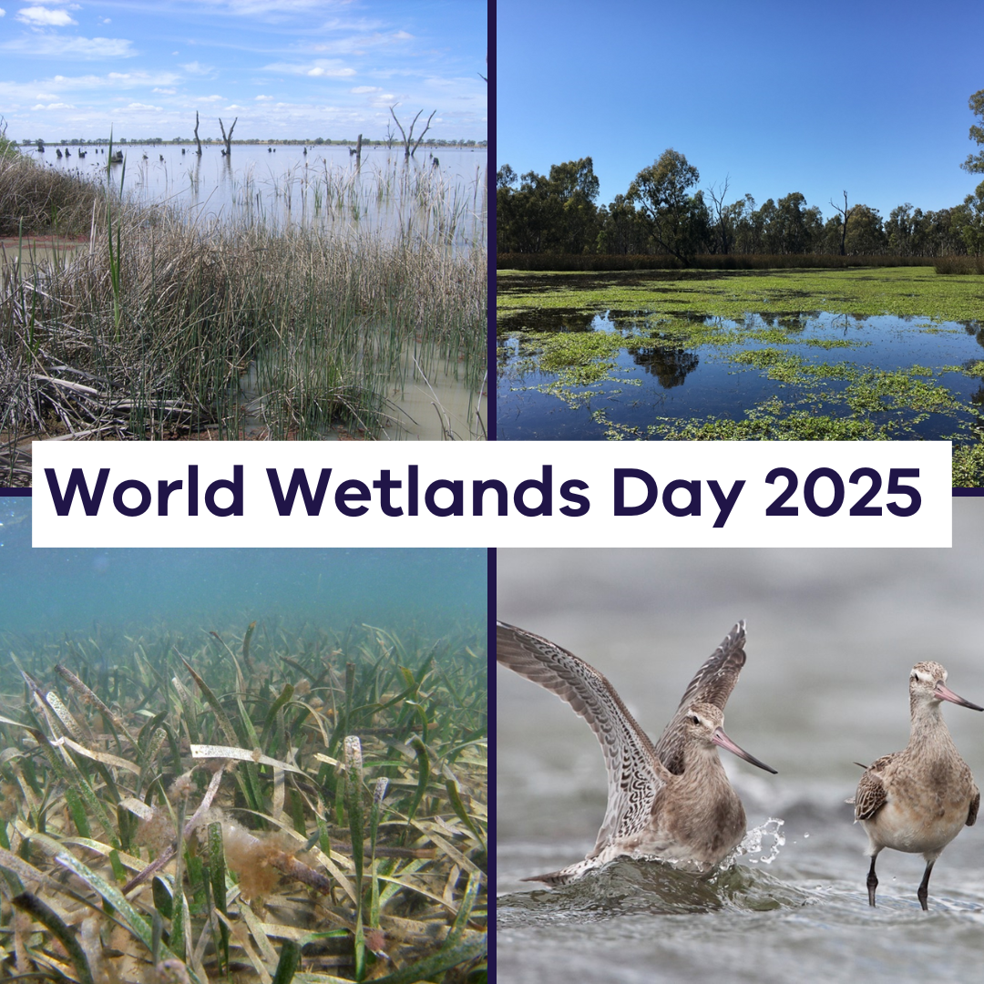 4 different images of wetlands with text overlay reading 'World Wetlands Day 2025